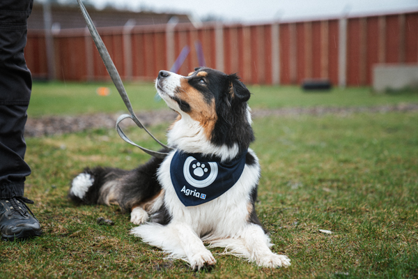 Hundeskjerf Hundepromenaden i gruppen Agria Shop / Produkter / Hund hos AgriaShop (2371r)