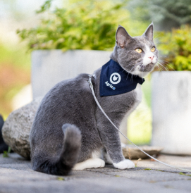 Skjerf Agria Katteparaden