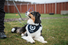 Hundeskjerf Hundepromenaden