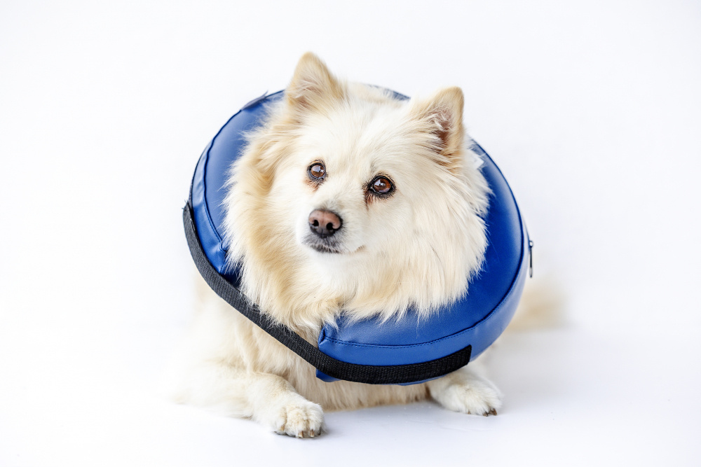 Oppbl�sbar krage til hund